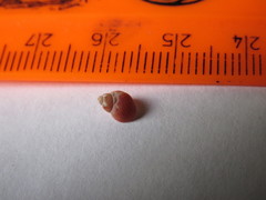 Littorina saxatilis