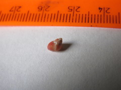 Littorina saxatilis