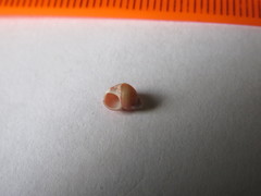 Littorina saxatilis