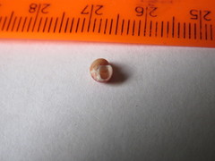 Littorina saxatilis