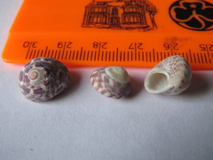 Steromphala umbilicalis