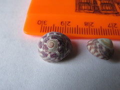 Steromphala umbilicalis