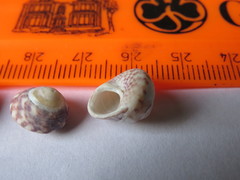 Steromphala umbilicalis