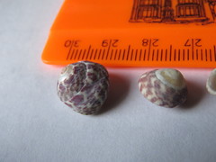 Steromphala umbilicalis