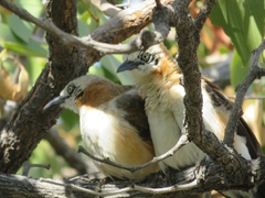 Turdoides gymnogenys