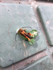 Callisphyris macropus