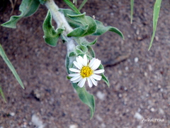 Noticastrum sericeum