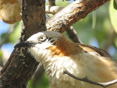 Turdoides gymnogenys