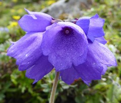Primula wollastonii
