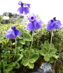 Primula wollastonii