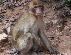 Macaca sylvanus