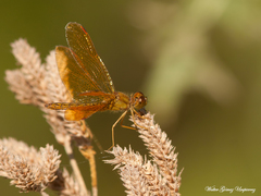 Perithemis icteroptera