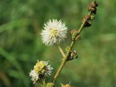 Mimosa tweedieana