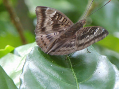 Euthalia aconthea gurda