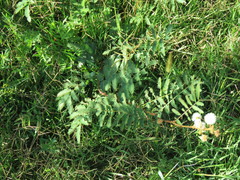 Mimosa tweedieana