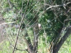 Xenopsaris albinucha