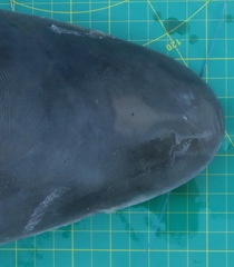 Carcharhinus altimus