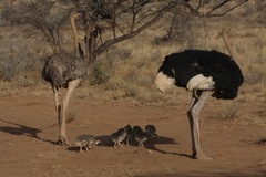 Struthio molybdophanes