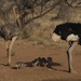 Somali Ostrich - Photo (c) Franco Colnago, some rights reserved (CC BY-NC)