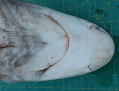 Carcharhinus altimus