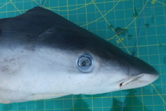 Carcharhinus altimus