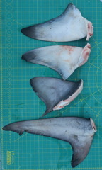 Carcharhinus altimus