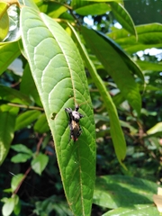 Apiomerus vexillarius