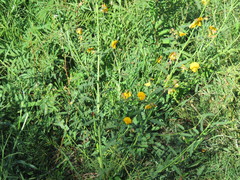 Aeschynomene montevidensis