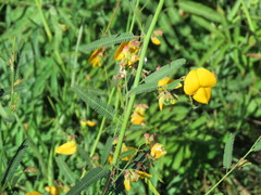 Aeschynomene montevidensis