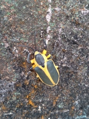 Mecistomela marginata