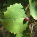 Aspen Leaf Gall Midge - Photo (c) alderash, some rights reserved (CC BY-NC), uploaded by alderash