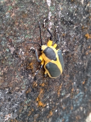 Mecistomela marginata