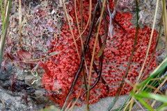 Endectyon hispitumulus
