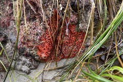 Endectyon hispitumulus