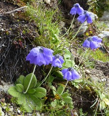 Primula wollastonii
