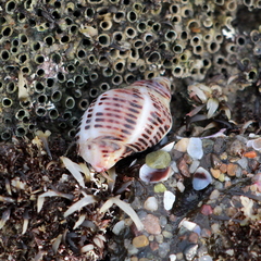 Acanthinucella punctulata