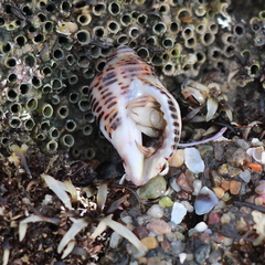 Acanthinucella punctulata