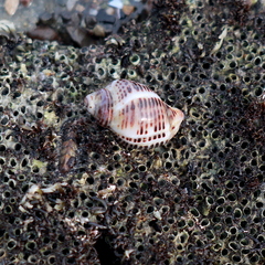 Acanthinucella punctulata