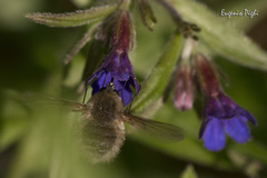 Bombylius cinerascens