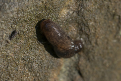 Deroceras neuteboomi