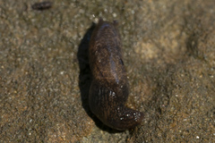 Deroceras neuteboomi