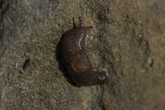 Deroceras neuteboomi