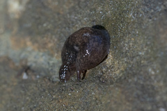 Deroceras neuteboomi