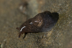 Deroceras neuteboomi