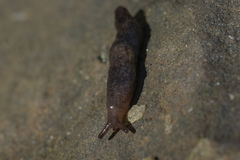 Deroceras neuteboomi