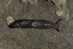 Deroceras neuteboomi