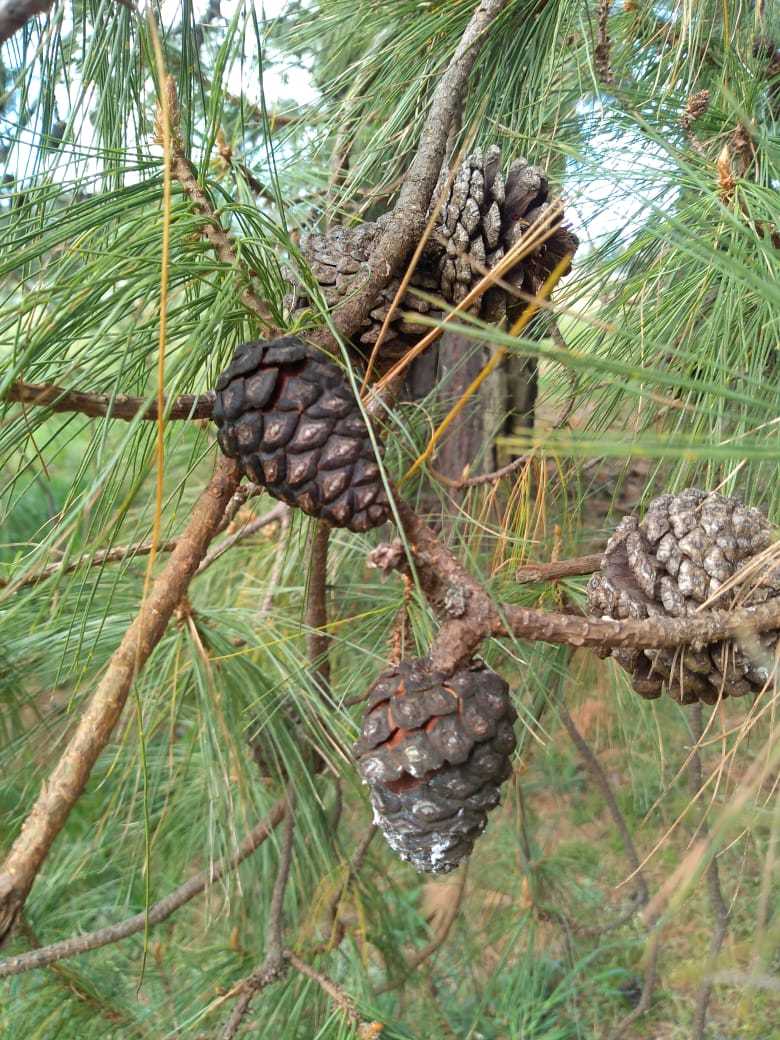 Pinus leiophylla