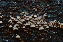 Resupinatus striatulus