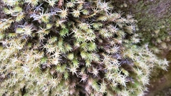 Pohlia longibracteata