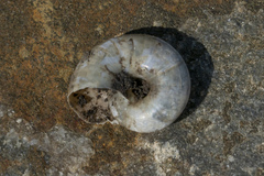 Eopolita protensa